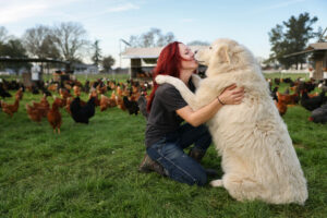 Tiffany Holbrook receives a hug from her livestock guard dog, Phoebe, at Wise Acre Farm in Windsor. (Christopher Chung/ The Press Democrat)