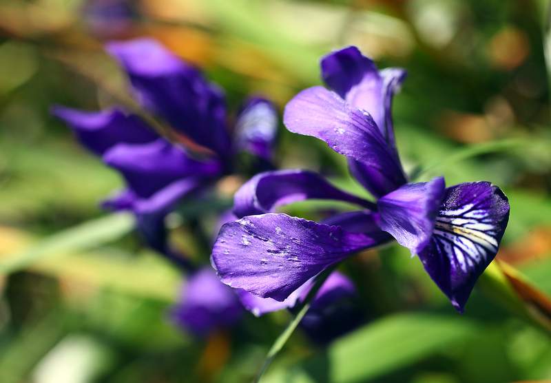 Douglas Iris in the Jenner Headlands. (The Press Democrat)
