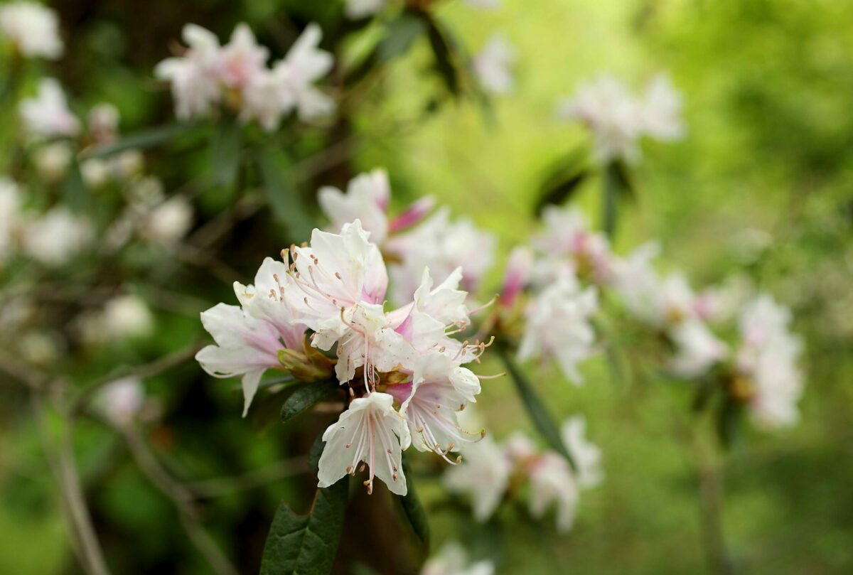 Rhododendron heliolepis blossoms at the Sonoma Botanical Garden (formerly Quarryhill Botanical Garden) in Glen Ellen. (John Burgess/The Press Democrat)