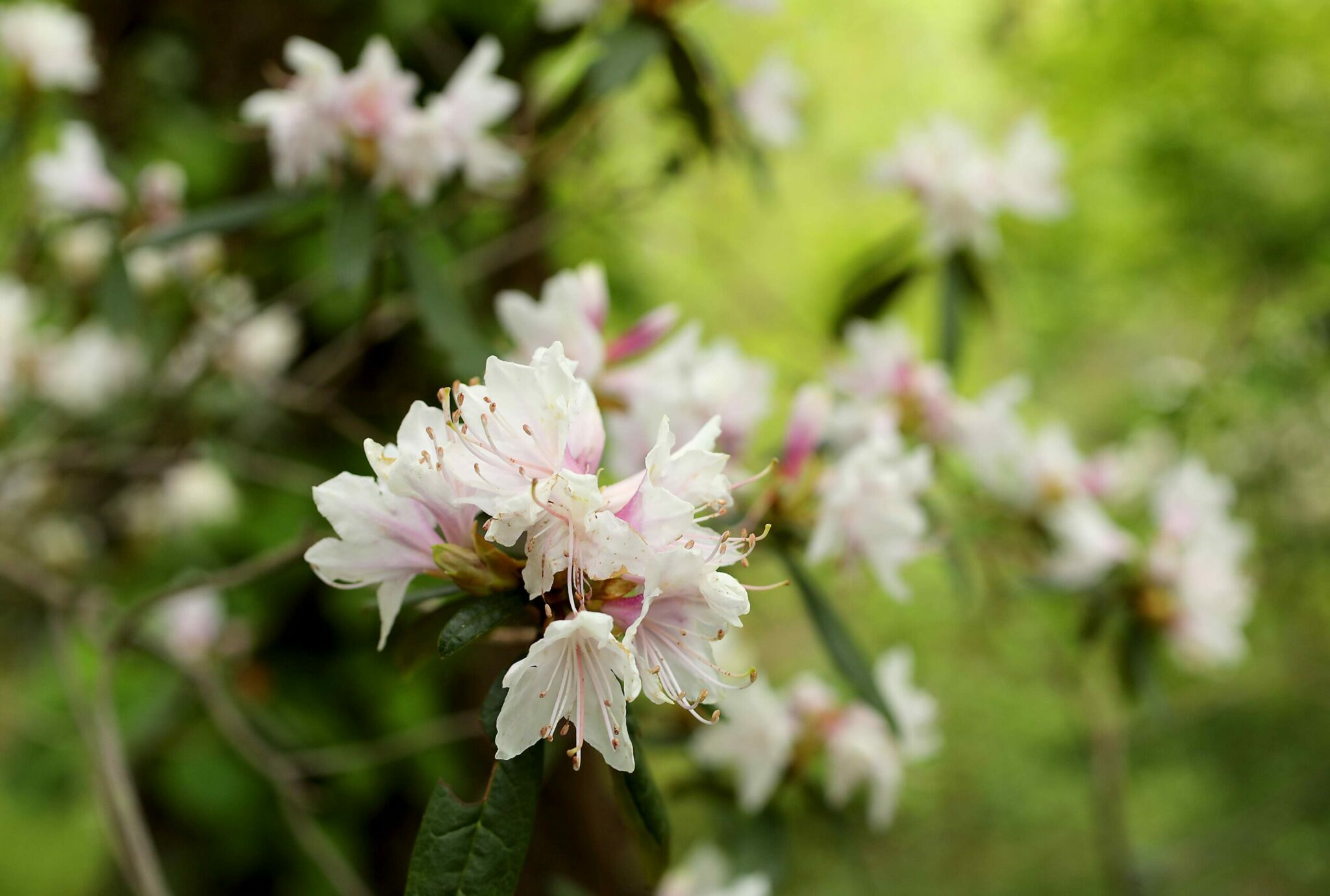 9 Beautiful Wildflower Hikes in Sonoma County - Sonoma Magazine