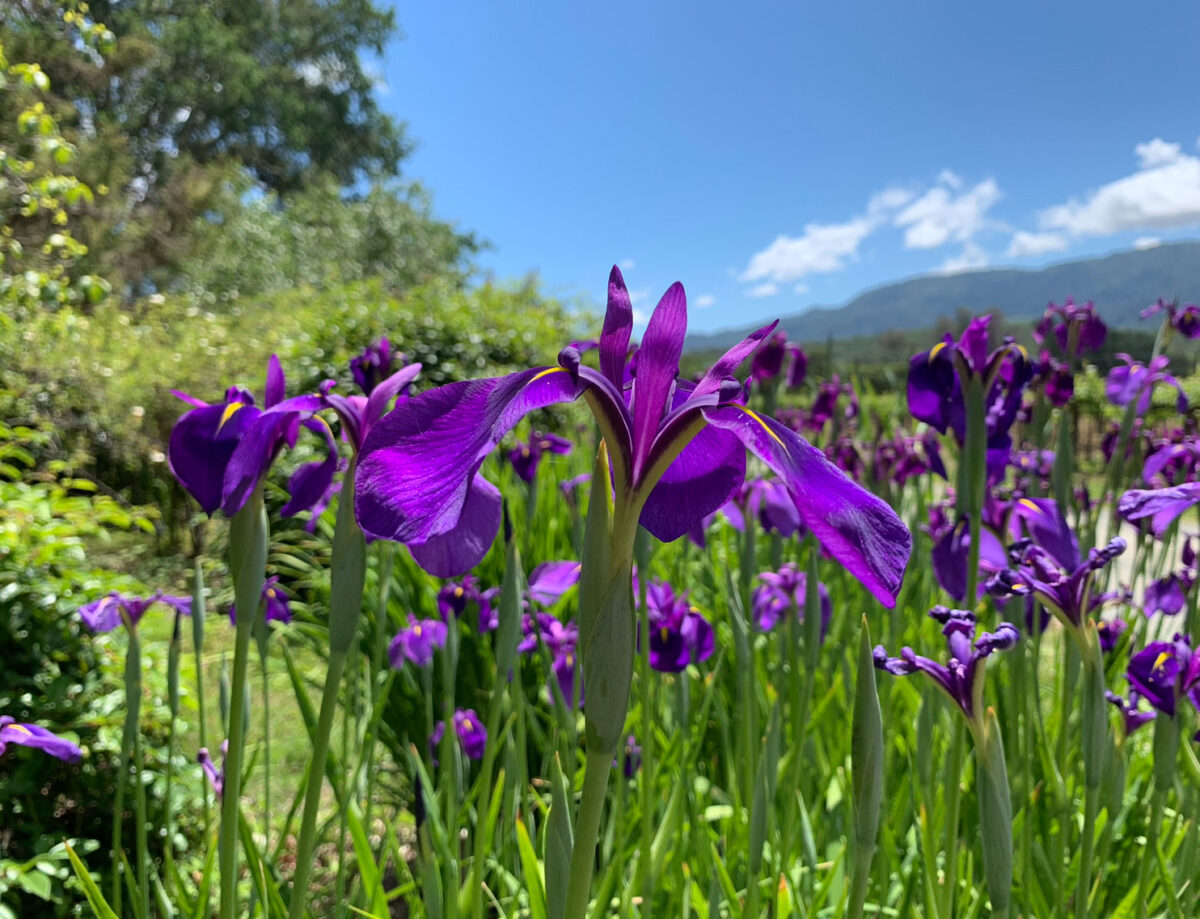 Japanese iris (Iris Ensata) at Sonoma Botanical Garden in Glen Ellen. (Sonoma Botanical Garden)