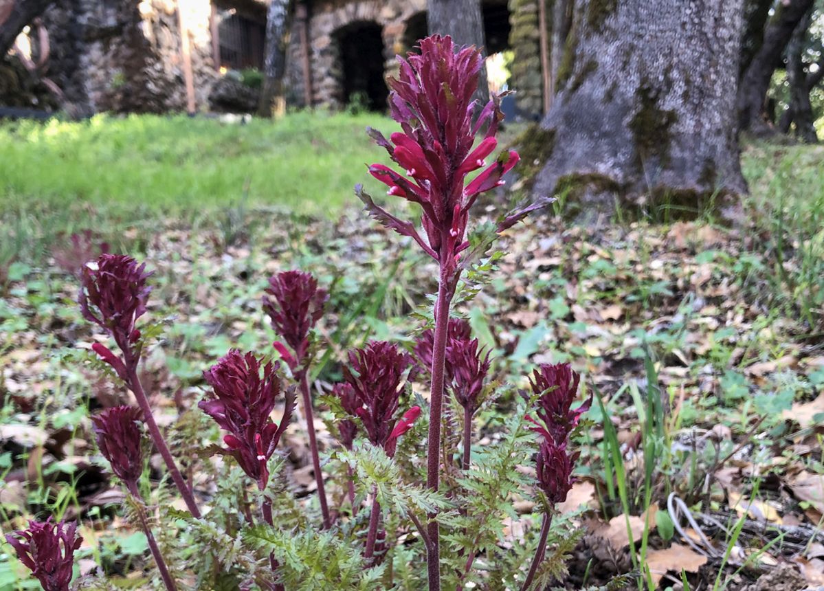9 Beautiful Wildflower Hikes in Sonoma County Sonoma Magazine