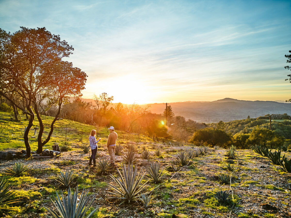 Perched high in the Mayacamas, the ranch has a microclimate that stays a bit warmer in winter and cooler in summer. And the views are pretty extraordinary, too. (Kim Carroll/For Sonoma Magazine)