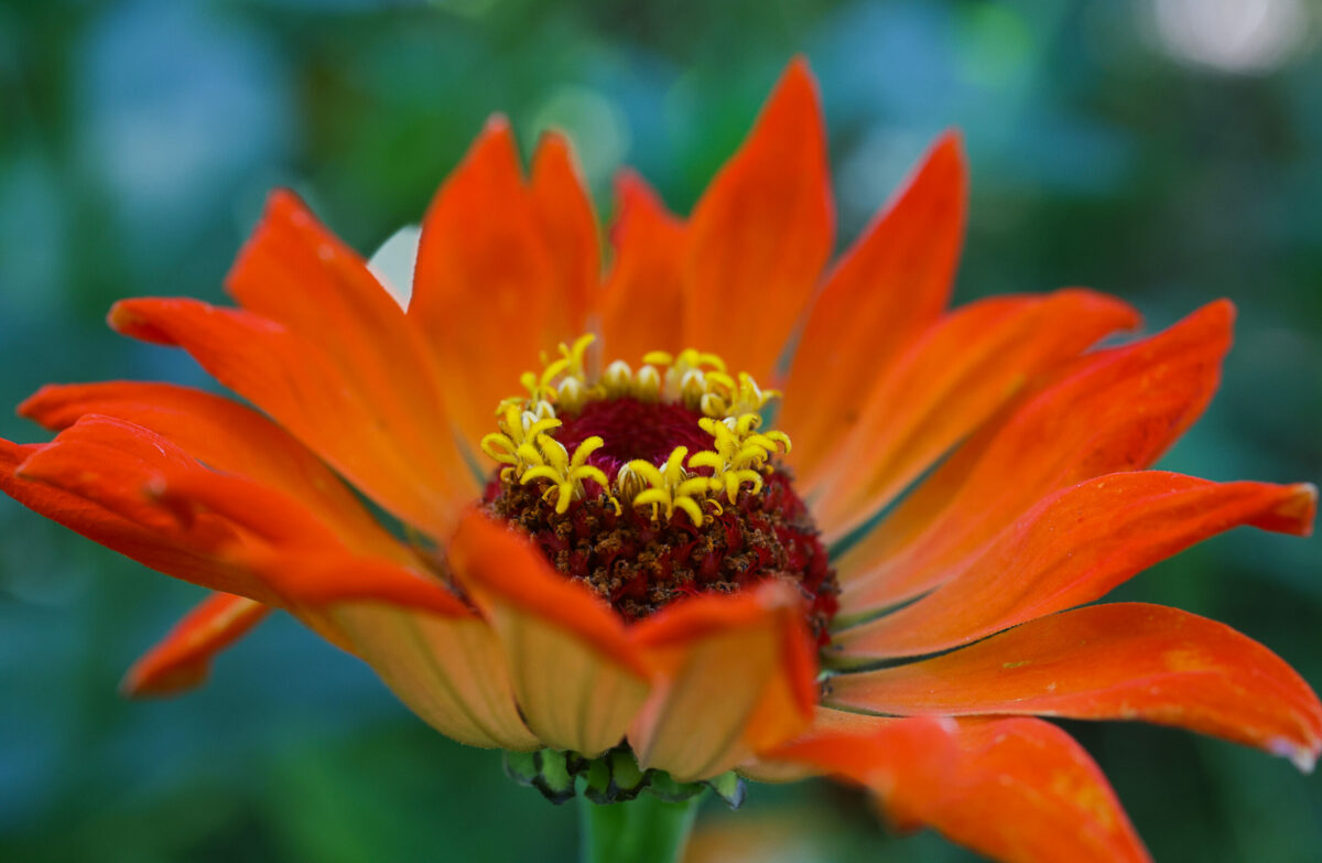 Zinnia's attract insects that are beneficial to a garden at Sonoma Garden Park in Sonoma on Monday, September 20, 2021. (Christopher Chung/ The Press Democrat)