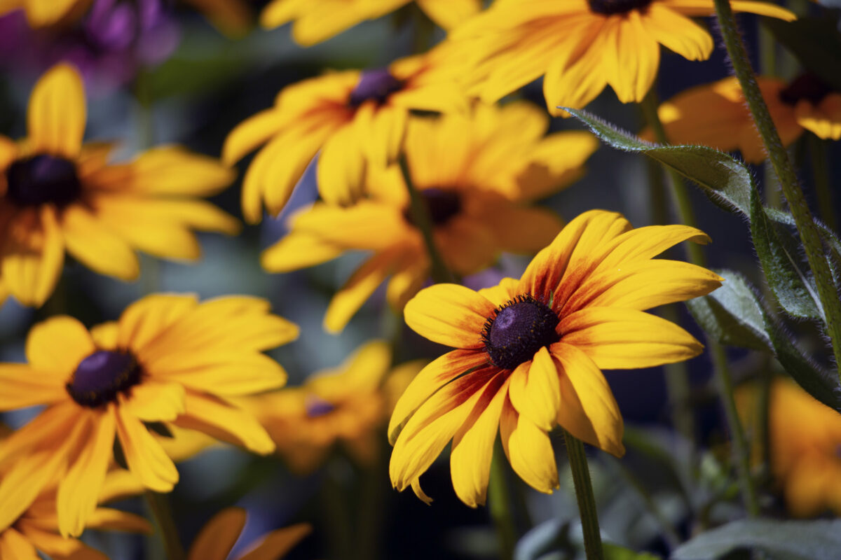 Black-eyed Susans are one of many flowers that attract butterflies. In the Sonoma Garden Park on Thursday, July 22, 2021. (Robbi Pengelly/Index-Tribunej)