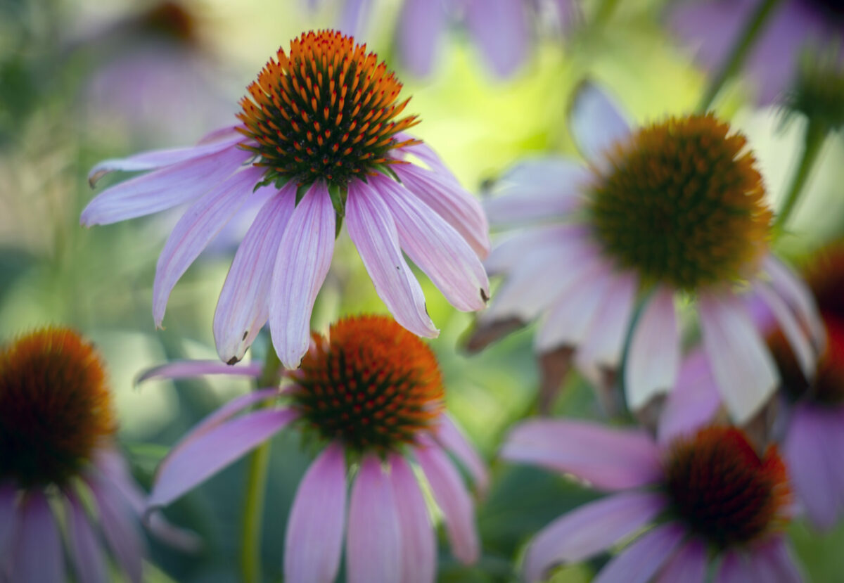 Coneflowers, or echinacea, are among the favorites of Monarch butterflies, and they are grown in abundance in the Sonoma Garden Park on Seventh Street East on Thursday, July 22, 2021. (Photo by Robbi Pengelly/Index-Tribunej)
