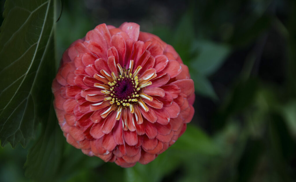 The Ultimate Guide to Spring Planting in Sonoma Sonoma Magazine