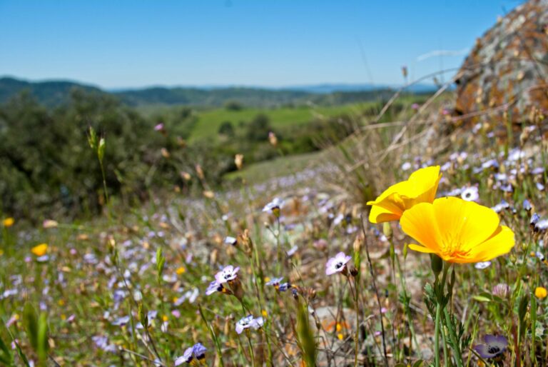 9 Beautiful Wildflower Hikes in Sonoma County Sonoma Magazine