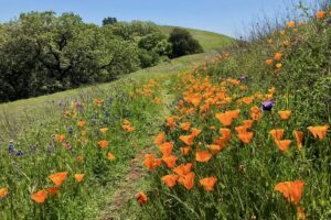 Waterfalls And Wildflowers: The Best Spring Hikes In Sonoma - Sonoma ...