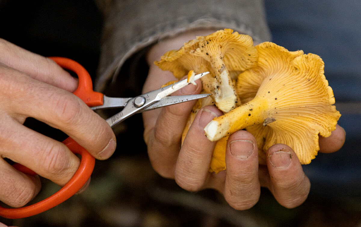 Sebastopol mushroom hunter Ryath Beauchene uses scissors to remove dirt from a chanterelle mushrooms in Salt Point State Park Monday, January 23, 2023. (John Burgess/Sonoma Magazine)