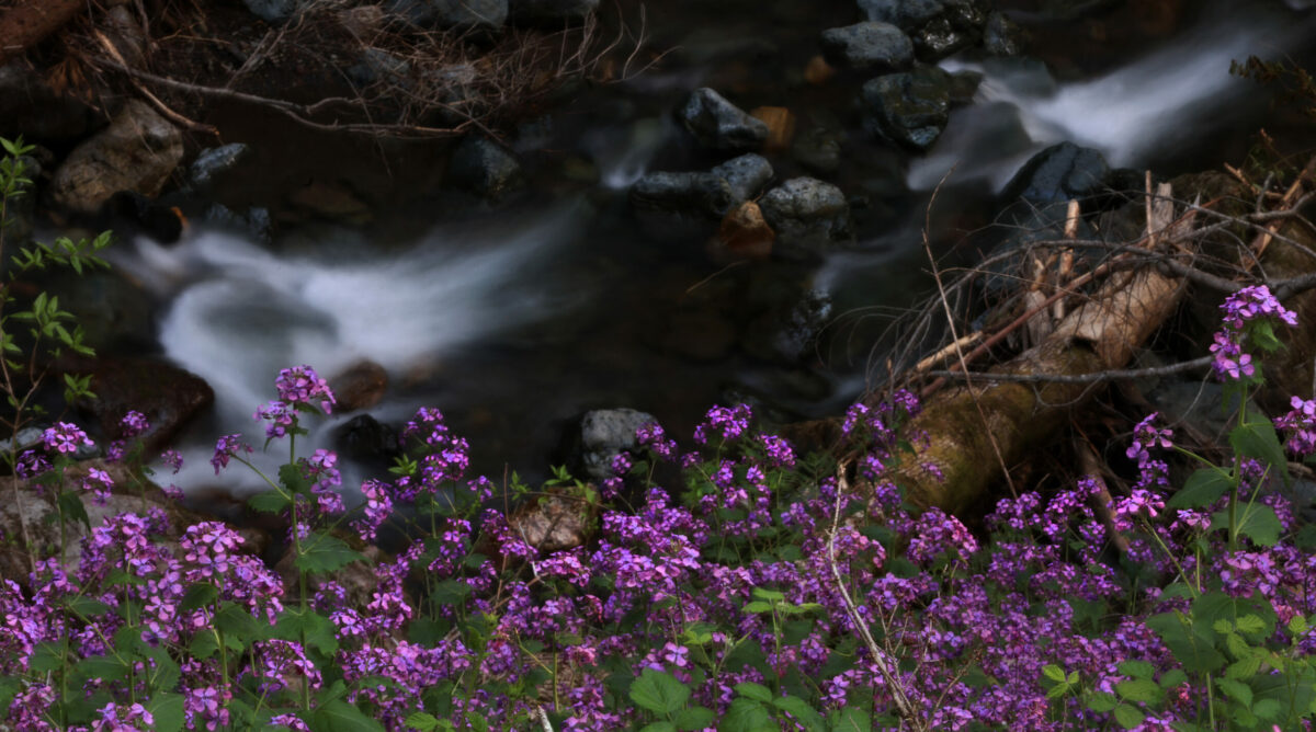 Wildflowers blanket a hillside above Sonoma Creek in Sugarloaf State Park, Tuesday, April 18, 2023, near Kenwood. (Kent Porter / The Press Democrat) 