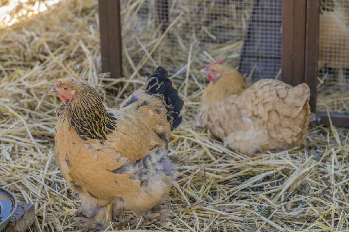 Chickens at Six Palms Sonoma. (Provided by Carol Sebastiani of Sotheby's International Realty)