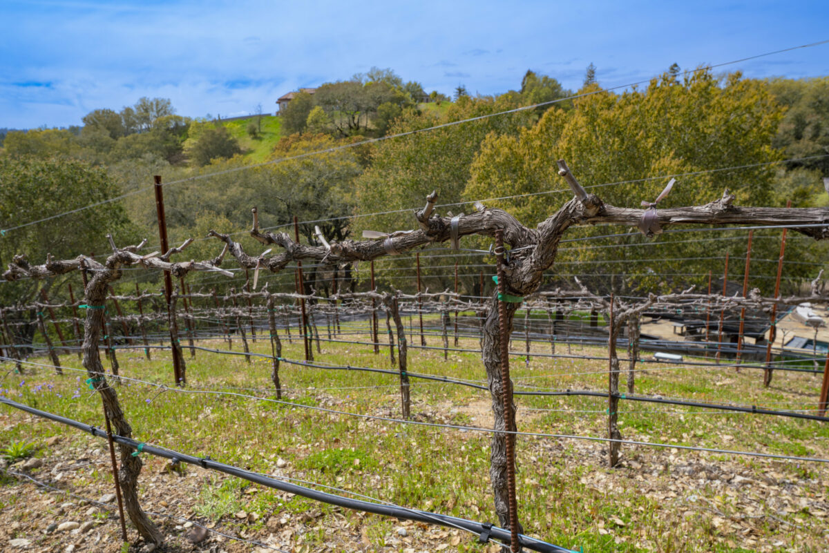 On the hill above the home is a hobby vineyard. (Ned Bonzi)