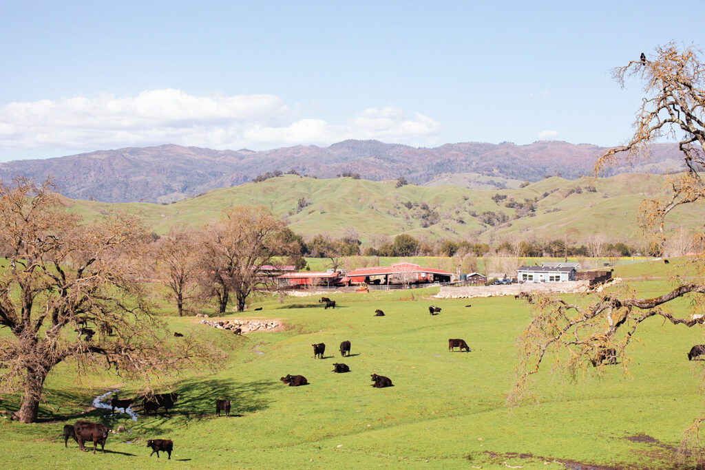 A 111-Year-Old Family Cattle Ranch East of Healdsburg Faces Its Toughest Chapter Yet