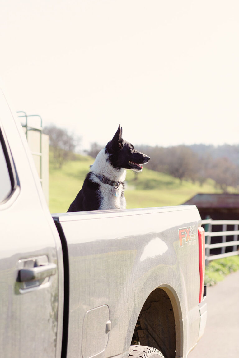 A 111-Year-Old Family Cattle Ranch East of Healdsburg Faces Its ...