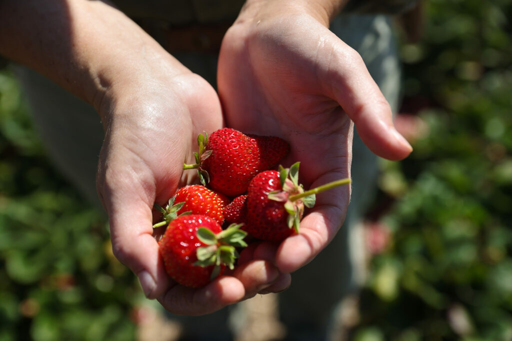Savor Berries, Apples and More From These Sonoma Farms and Roadside Stands