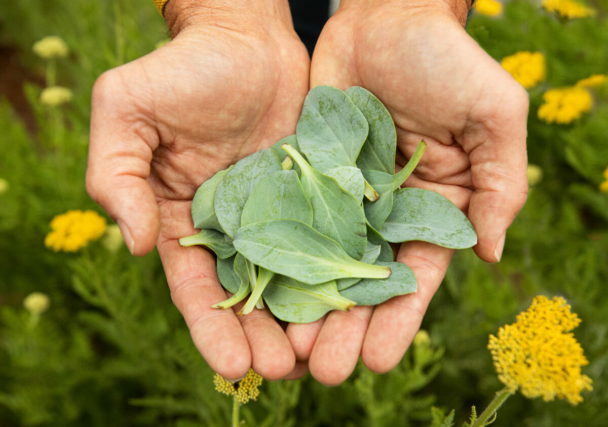 Oyster Leaf, Mertensia maritima, grown by Tucker Taylor in the Kendall-Jackson culinary gardens in Santa Rosa, Wednesday, June 7, 2023. Taylor sells what he doesn't use to Michelin star restaurants around the Bay Area. (John Burgess / The Press Democrat)