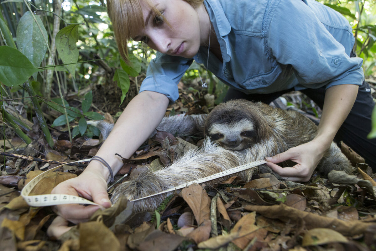 Dr. Rebecca Cliff, sloth biologist, measuring the arm of an adult male sloth at Aviarios Sloth Sanctuary in Costa Rica. (Photo by Suzi Eszterhas)
