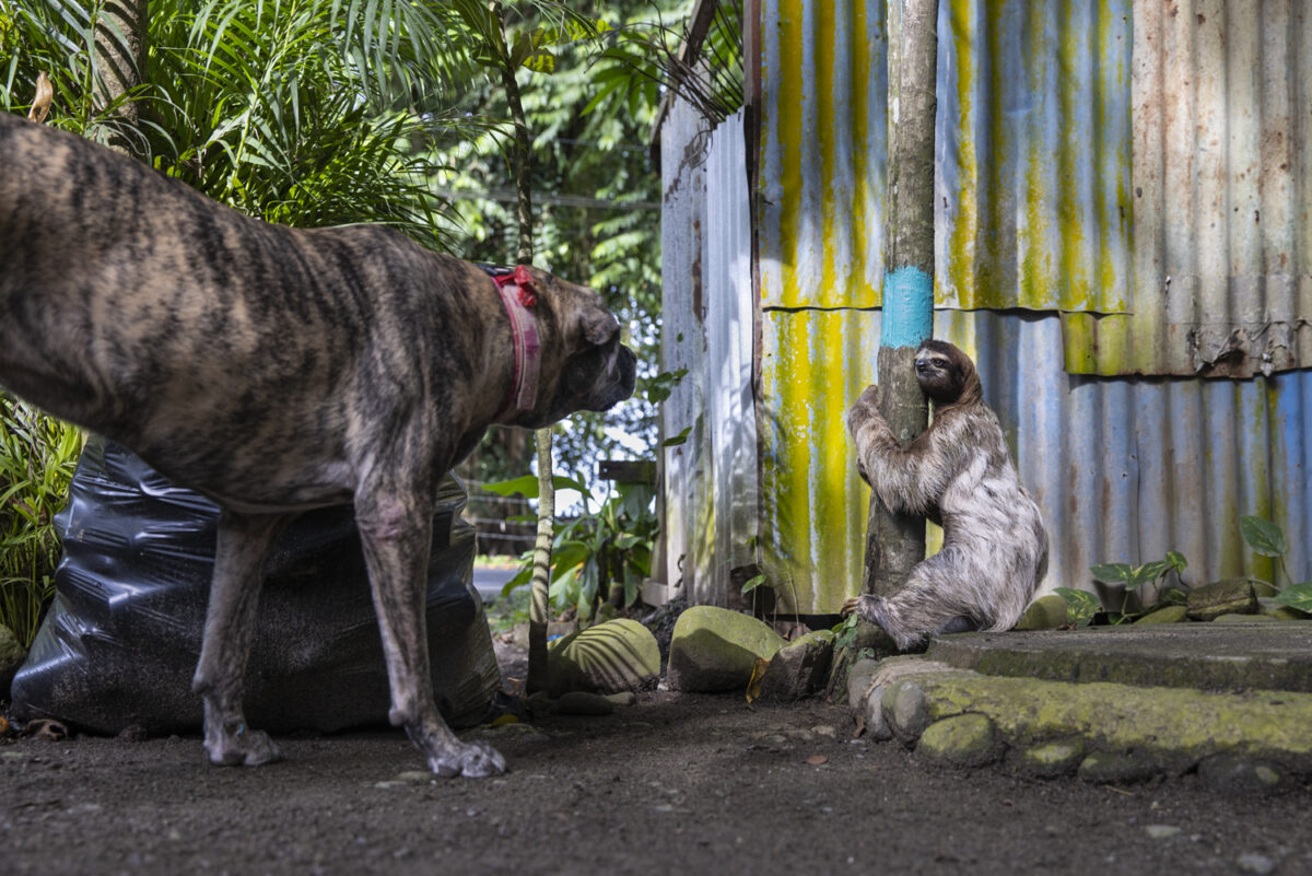 A dog sniffing a sloth as it climbs down palm tree at Tasty Waves Cantina in Puerto Viejo de Talamanca in Costa Rica. (Photo by Suzi Eszterhas)