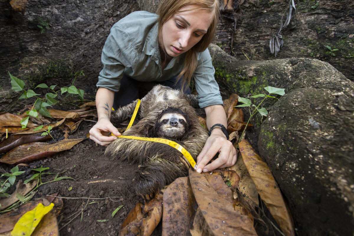 Dr. Rebecca Cliffe of the Sloth Conservation Foundation measuring a sloth in Puerto Viejo de Talamanca, Costa Rica. (Photo by Suzi Eszterhas)