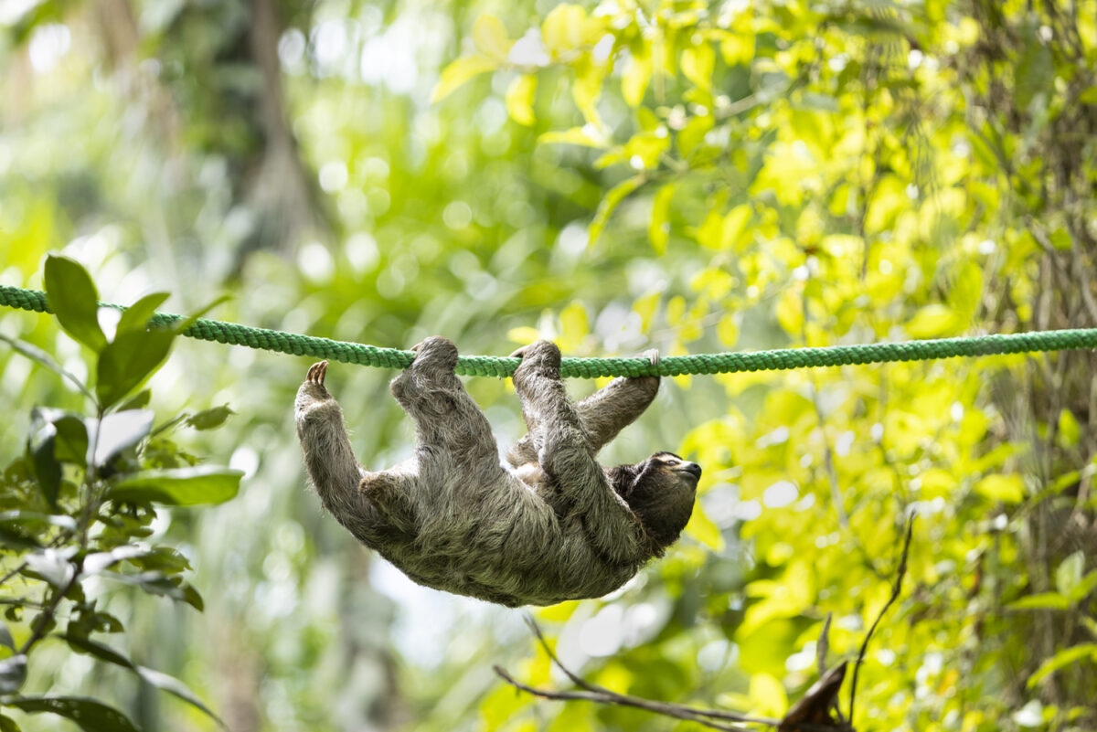 A brown-throated three-toed sloth using a sloth crossing bridge built by the Sloth Conservation Foundation in Puerto Viejo de Talamanca, Costa Rica. (Photo by Suzi Eszterhas)