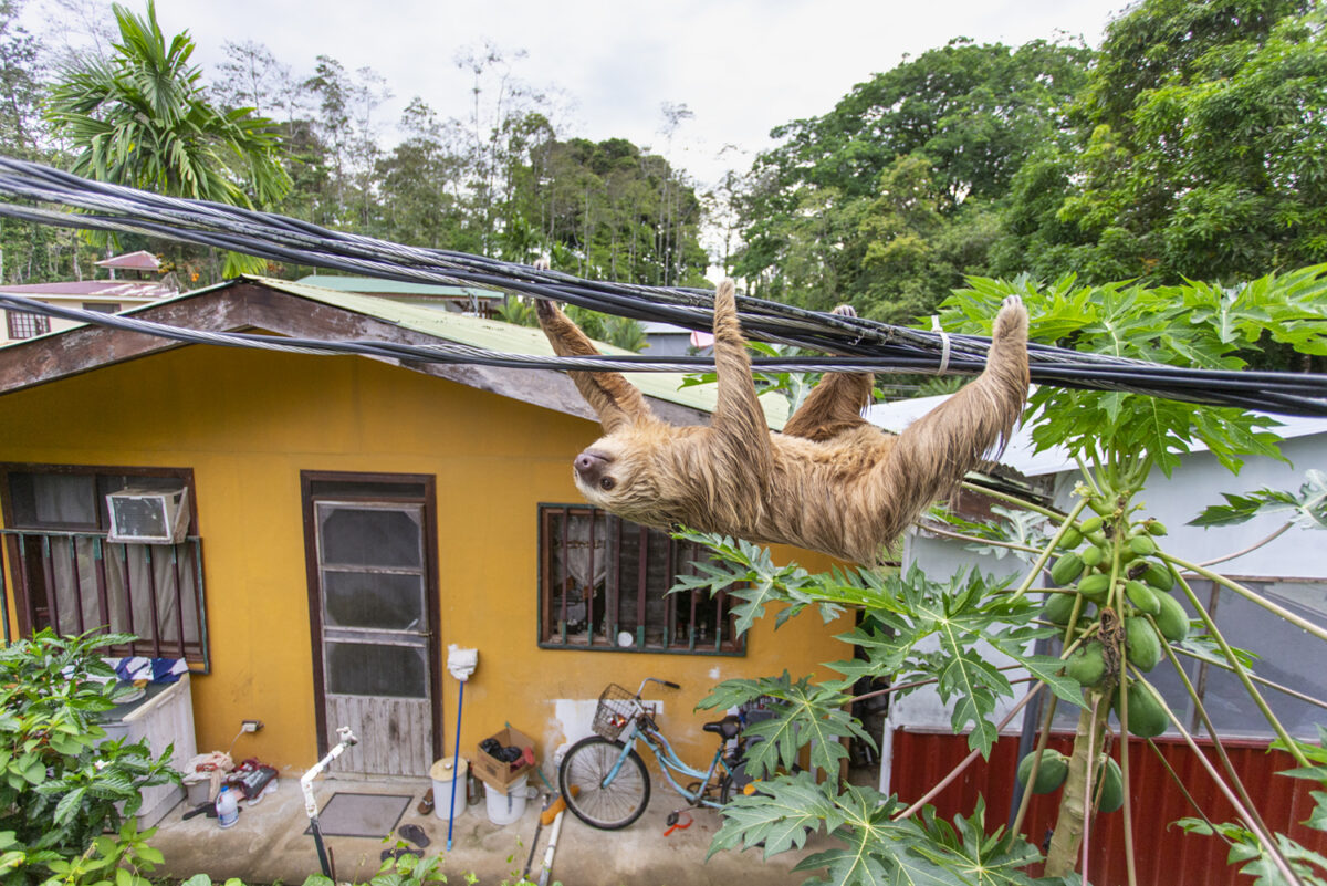 A Hoffmann's two-toed sloth (Choloepus hoffmanni) hanging on a power line in Puerto Viejo de Talamanca, Costa Rica. (Photo by Suzi Eszterhas)