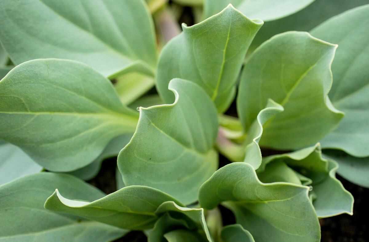 Oyster Leaf, Mertensia maritima, grown by Tucker Taylor in the Kendall-Jackson culinary gardens in Santa Rosa, Wednesday, June 7, 2023. Taylor sells what he doesnt use to Michelin star restaurants around the Bay Area. (John Burgess / The Press Democrat)