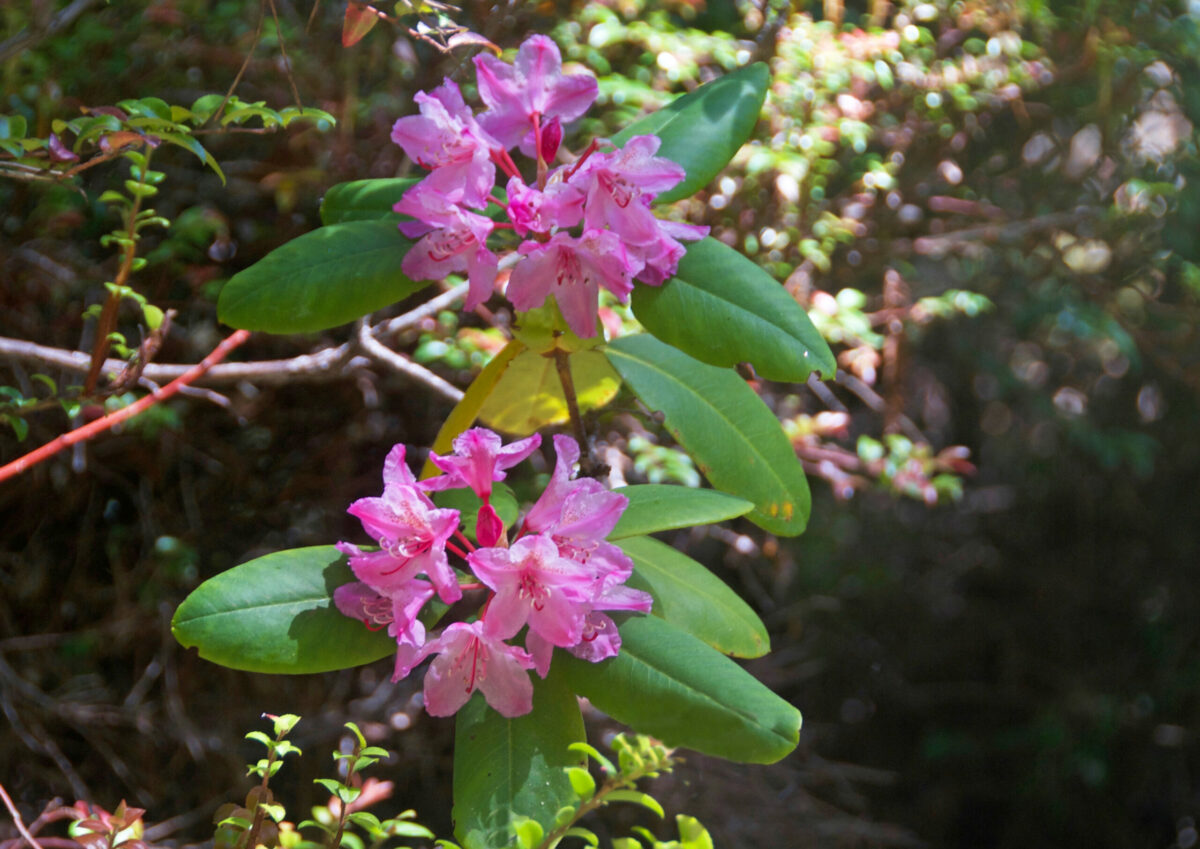 At Kruse Rhododendron State Park in Jenner. (Sonoma County Tourism)
