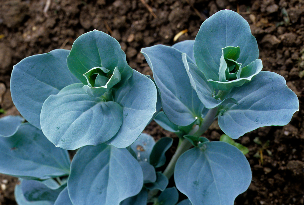 Edible blue leaves of oyster plant (COULANGES / Shutterstock)