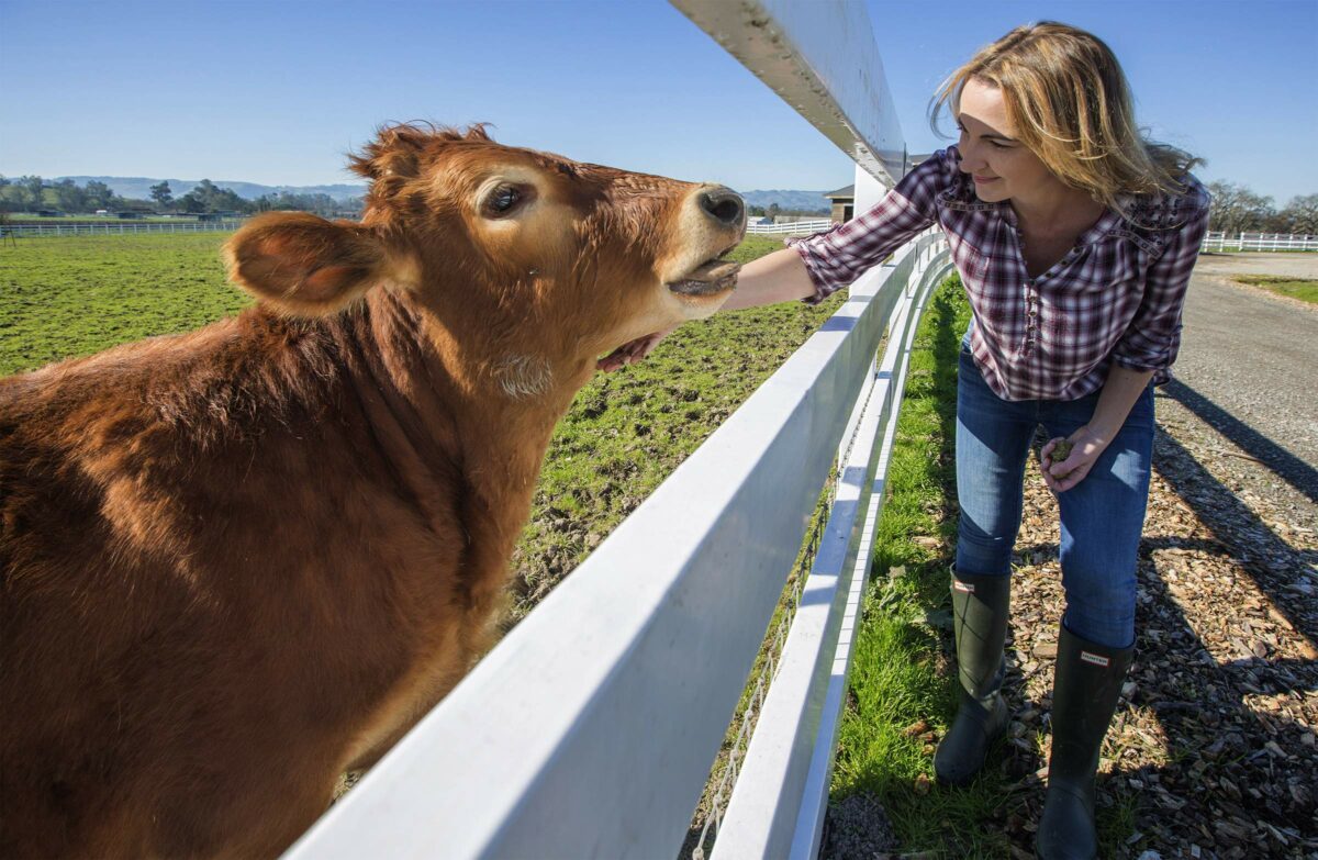 A steer, originally destined for a different future, now has a safe pasture. Tracy Vogt, the owner of Charlie's Acres, a haven for farm animals, feeds alfalfa cubes to the fortunate creature. (Photo by Robbi Pengelly/Index-Tribune)