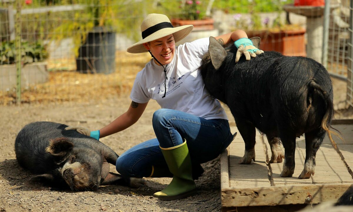 Goatlandia Sanctuary volunteer Teresa Tuffli scrubs the belly of a rescued Kune Kune pig while another sneaks up for some attention. (John Burgess/The Press Democrat)
