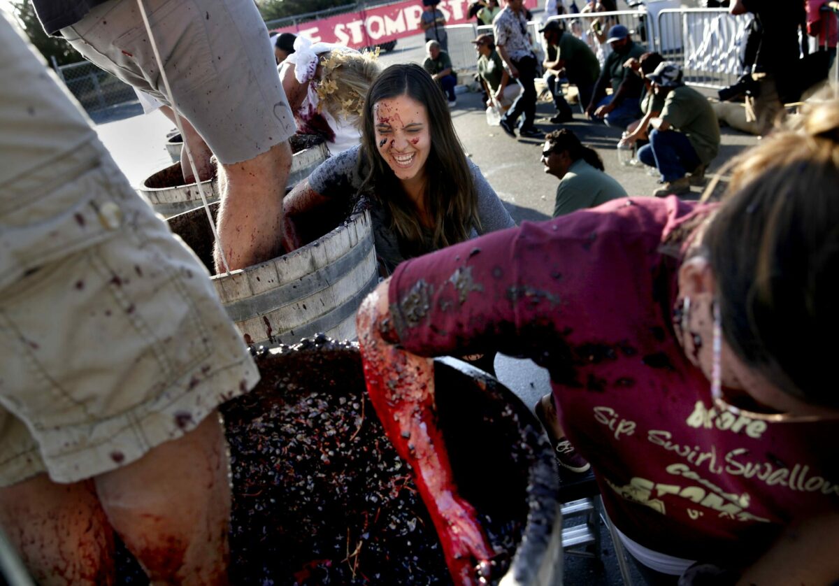 Sarah Haley, center, and Wendy Vizcaino, right, use their hands to keep juice flowing out of the tap and into jugs as their husbands, Luke Haley and Angel Vizcaino, stomp on grapes during the World Championship Grape Stomp at the Sonoma County Harvest Fair. (Beth Schlanker/The Press Democrat)