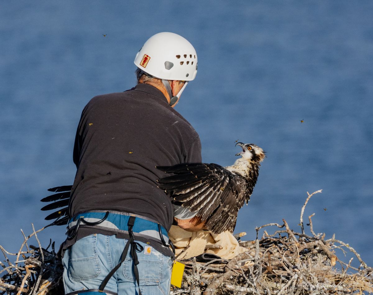 Clark-Claudon Vineyards Osprey Rescue