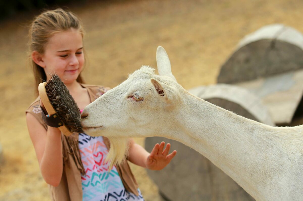 Ava Dada tries to brush a rescued dairy goat at Goatlandia Sanctuary, a farm animal rescue center outside of Santa Rosa. (photo by John Burgess/The Press Democrat)