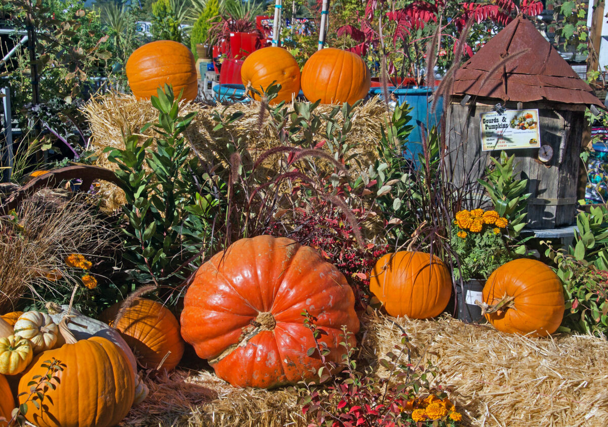 At Muelrath Ranches Pumpkin Patch in Santa Rosa. (Sonoma County Tourism)