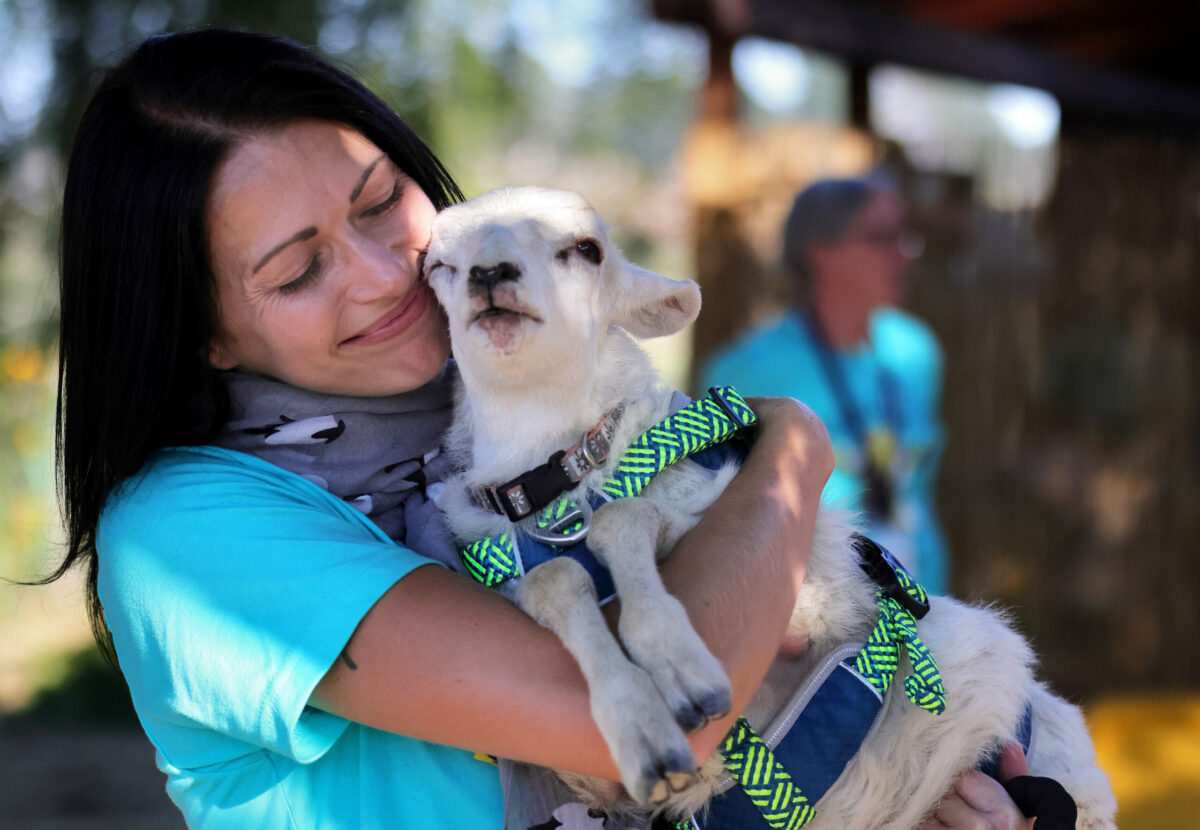 Brenda Rynders, Goatlandia sanctuary manager, hugs a lamb named Nimbus, one and one-half months old, during Goatchella, a gala fundraiser at Goatlandia animal sanctuary in Sebastopol, Sunday, Aug. 27, 2023. (Darryl Bush / For The Press Democrat)