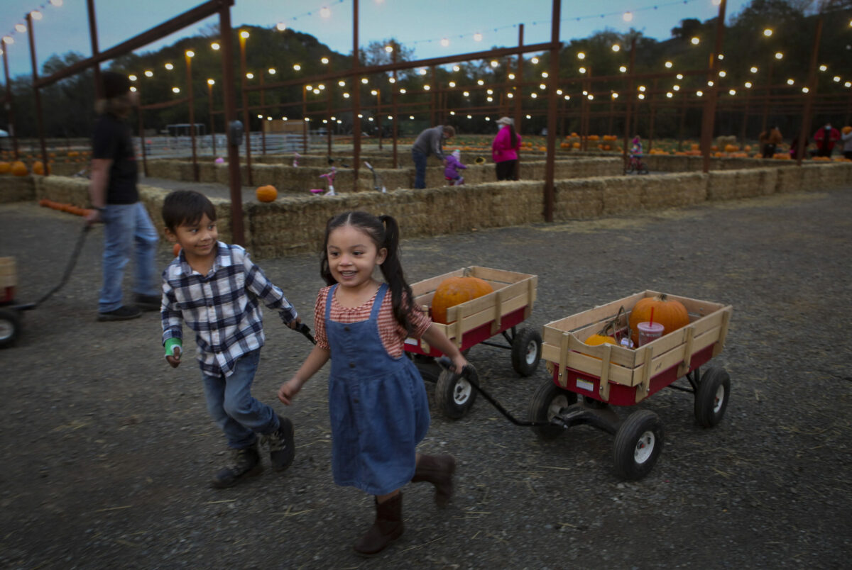 With their selected pumpkins in tow, Noah and Noemi Duarte of Pinole run around the Mickelson Pumpkin Patch on Tuesday, October 26, 2021._Petaluma, CA, USA._(CRISSY PASCUAL/ARGUS-COURIER STAFF).