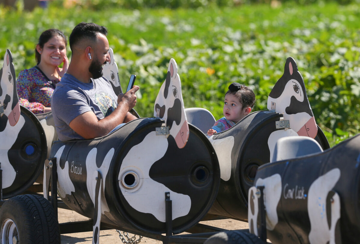Harman Singh takes a picture of 2-year-old Adab Singh, while riding the Cow Train with Simran Kaur at the Santa Rosa Pumpkin Patch, west of Rohnert Park, on Tuesday, October 4, 2022. (Christopher Chung/The Press Democrat)