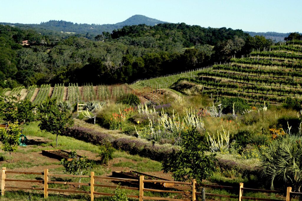 Benziger garden
