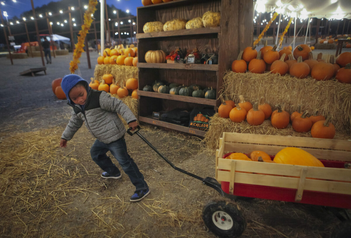 Legend Eure, 4, of San Rafael pulls the pumpkins he picked at the Mickelson Pumpkin Patch on Tuesday, October 26, 2021, in Petaluma. (Crissy Pascual / Petaluma Argus-Courier)