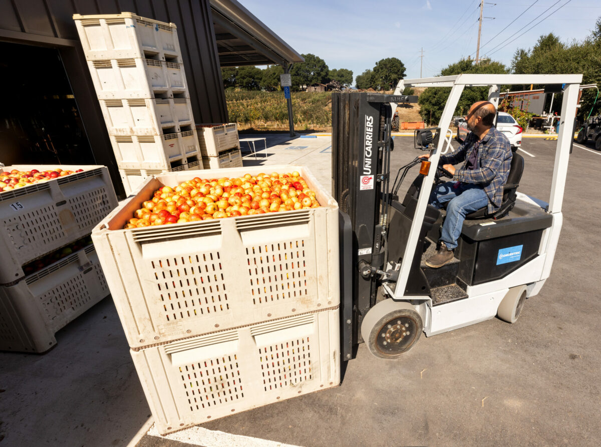 David Klein moves bins of fresh-picked apples to the press for his distilled apple brandy at Ambix Spirits in Sebastopol, Monday, Oct. 3, 2023. (John Burgess / The Press Democrat)