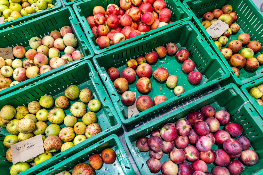 David Klein, owner of Ambix Spirits, is harvesting his first fruit this year from the over 200 cultivars of cider apples planted on his Sebastopol ranch, Monday, Oct. 3, 2023. (John Burgess / The Press Democrat)