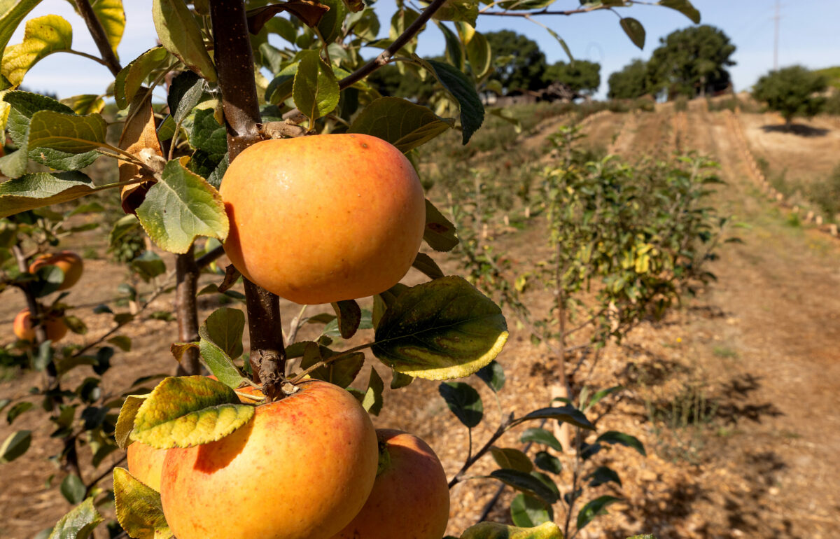 David Klein, owner of Ambix Spirits is harvesting his first fruit this year from the over 200 cultivars of cider apples planted on his Sebastopol ranch, Monday, Oct. 3, 2023. (John Burgess / The Press Democrat)