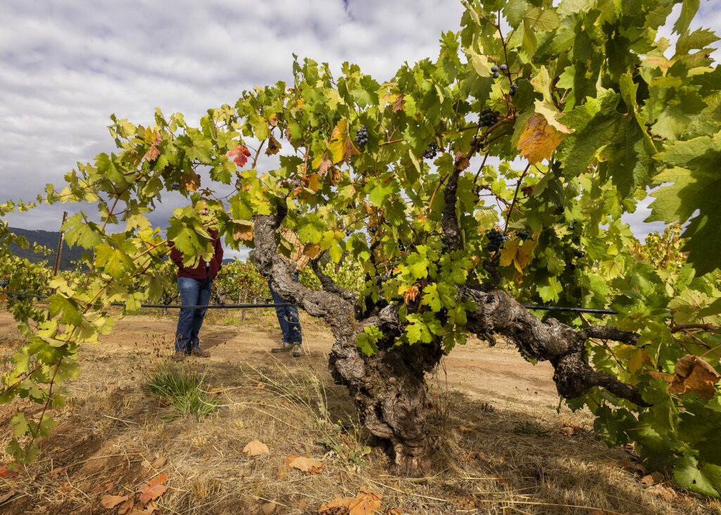 Vines planted in 1888 in the 152-acre Bedrock "field blend" Vineyard in the Sonoma Valley: Zinfandel. (John Burgess/The Press Democrat)