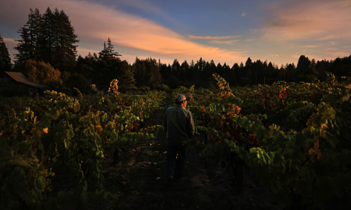 Eric Sussman of Radio-Coteau near Occidental is preparing to harvest his last block of old vine zinfandel (planted in the 1950's) as Sonoma County's wine grape harvest continues its autumn march, Tuesday, Sept. 28, 2021. (Kent Porter / The Press Democrat) 2021