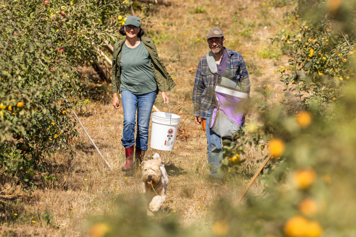 David Klein and his wife, Zoe Osborne, owners/distillers/farmworkers and everything else at Ambix Spirits, pick their own apples from the over 200 varieties planted on their Sebastopol farm. Photo taken Monday, Oct. 3, 2023. (John Burgess / The Press Democrat)