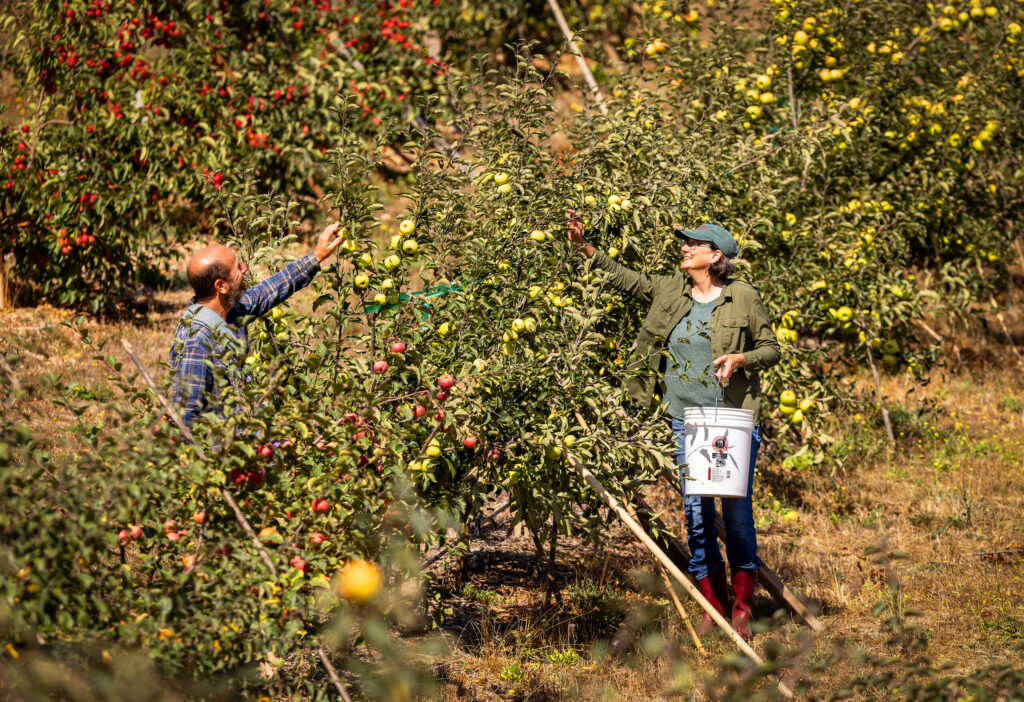 David Klein and his wife, Zoe Osborne, owners/distillers/farmworkers and everything else at Ambix Spirits, pick their own apples from the over 200 varieties planted on their Sebastopol farm, Monday, Oct. 3, 2023. (John Burgess / The Press Democrat)
