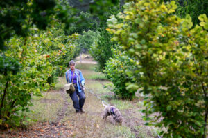 Truffle hunting in Sonoma County. (James Joiner)
