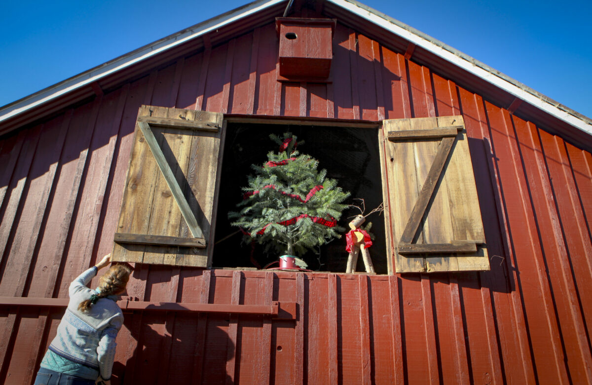 Lynn Schmitt opens the gift shop at Larsen's Christmas Tree Farm in West Petaluma. (Crissy Pascual/Petaluma Argus-Courier)