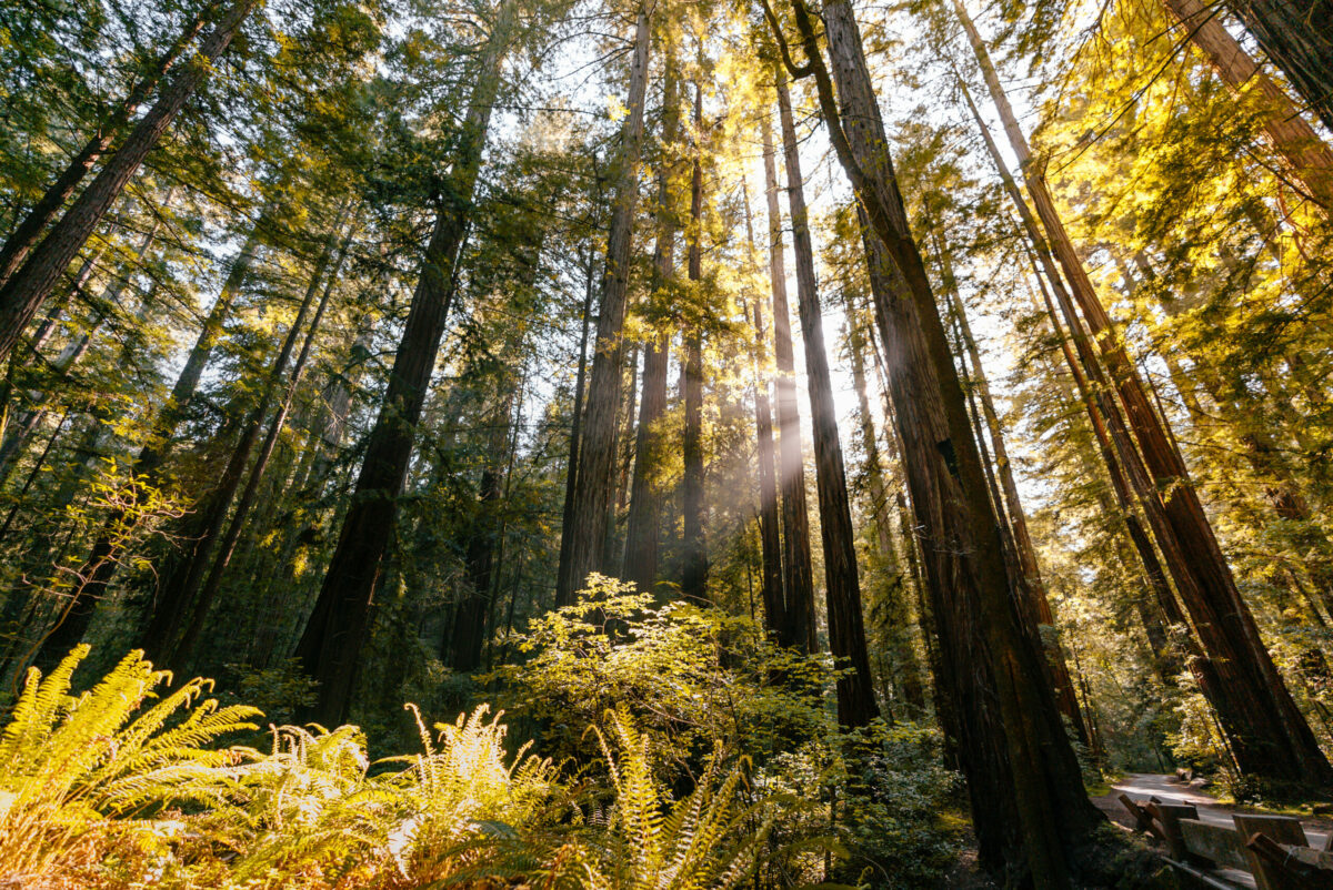 Armstrong Redwoods State Natural Reserve in Guerneville. (Mariah Harkey / Sonoma County Tourism)